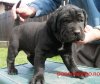 BOSS BULL CANARIO DIABLO