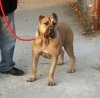 NALA DE EL MIKE KENNEL