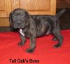 BOSS OF TALL OAKS