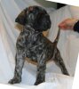 IOSHI DES DOGS DE L'AGE DE RAISON