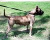 BROWN'S ZORA
