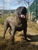 OSO DE BARNACAN BULL
