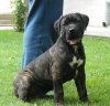 AJAX DE SPARTAN D KENNEL