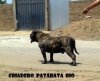 JACK DE PATARATO RIO
