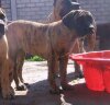 SUNDANCEDOGS BABETTE