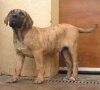 SUNDANCEDOGS BRUTUS