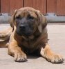 SUNDANCEDOGS BALDO