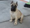 MID AMERICA K9 TITO