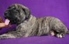 BOSS BULL CANARIO RONIN