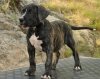 HALJE K9 MADNESS