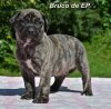 BRUCO DE ETERNA PRIMAVERA