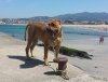 NALA DE KING ZULU