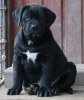BOSS BULL CANARIO SABA