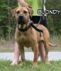 SANDERS BLONDY