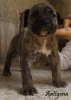 ANTIGONA DE VARRO BULL