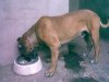 NUBLO DE PERRO DE LA TIERRA