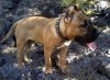 GOLFA DE PERRO DE LA TIERRA