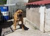 CESAR DE PERRO DE LA TIERRA