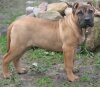 DRUPIA DOLINA ROSY