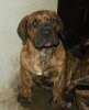 WOLF  DE SPARTAN D KENNEL