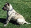 BEARCLAW'S KILO
