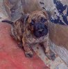 VITTO DE CHACLA'S BULL