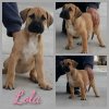 FEARLESS GUARDIAN'S LOLA