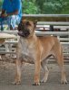 BRAVO KENNEL'S LIEA