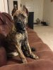 FREYA DE CHAPMAN KENNEL