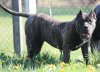 BOSS BULL CANARIO SHERRY