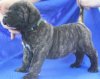 BOSS BULL CANARIO TROY