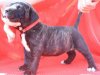 BOSS BULL CANARIO TUNKA