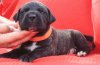 BOSS BULL CANARIO TAMARAN