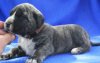 BOSS BULL CANARIO TANK