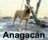 TARA DE ANAGACAN