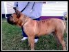 BEARCLAW'S DIESEL