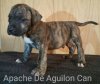 APACHE DE AGUILON CAN