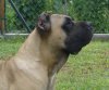LUNA DE VILLA ALESIA (ANGIE)