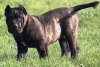 BOSS BULL CANARIO UNICUM (DUMPER)