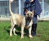 BOSS BULL CANARIO TINA