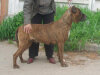 ARES