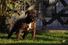 GONZO DE CANARIO KENNEL MACEDONIA