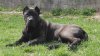 BOSS BULL CANARIO SOLANGE