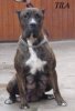 EL DIABLO DE LUCIA TILA