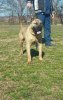BETY BUP BALKAN LINE P.U. KENNEL