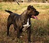 TAIFA