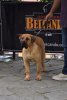 CAPRI DE GAROE BULLDOG