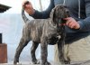 BOSS BULL CANARIO ZORBA