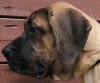 BOSS BULL CANARIO WENDY OF RAJASORIGINAL