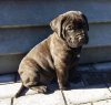 BACO VAN DER SCHUTTERSWEI
